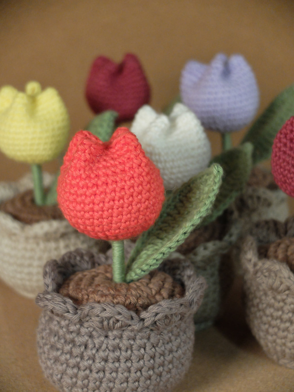 Tulip in pot
