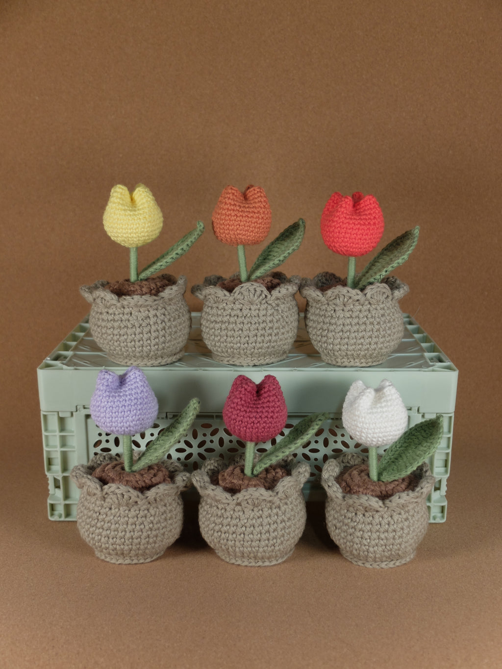 Tulip in pot