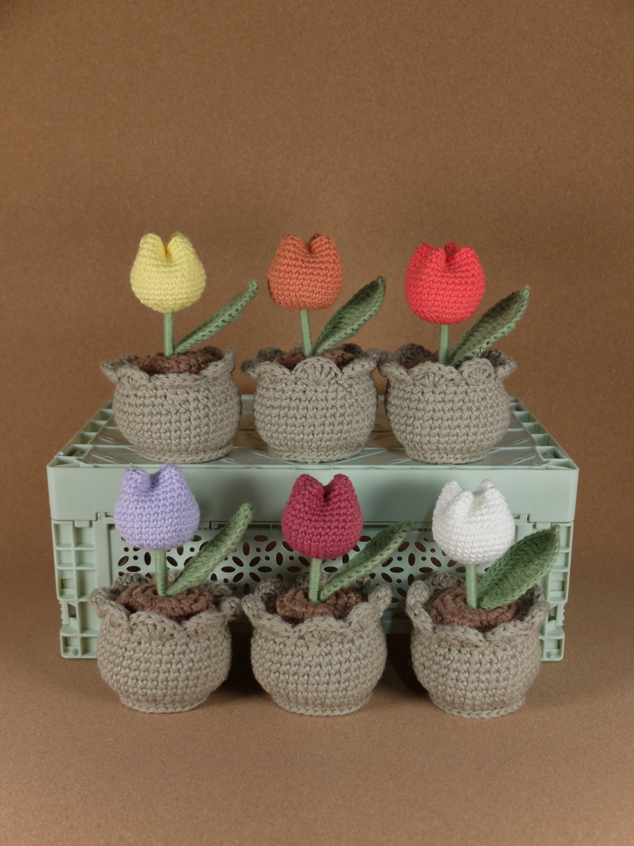 Tulip in pot