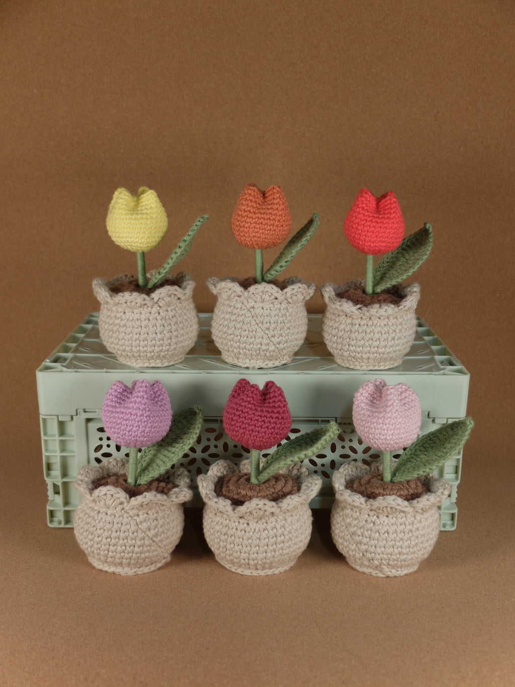 Tulip in pot