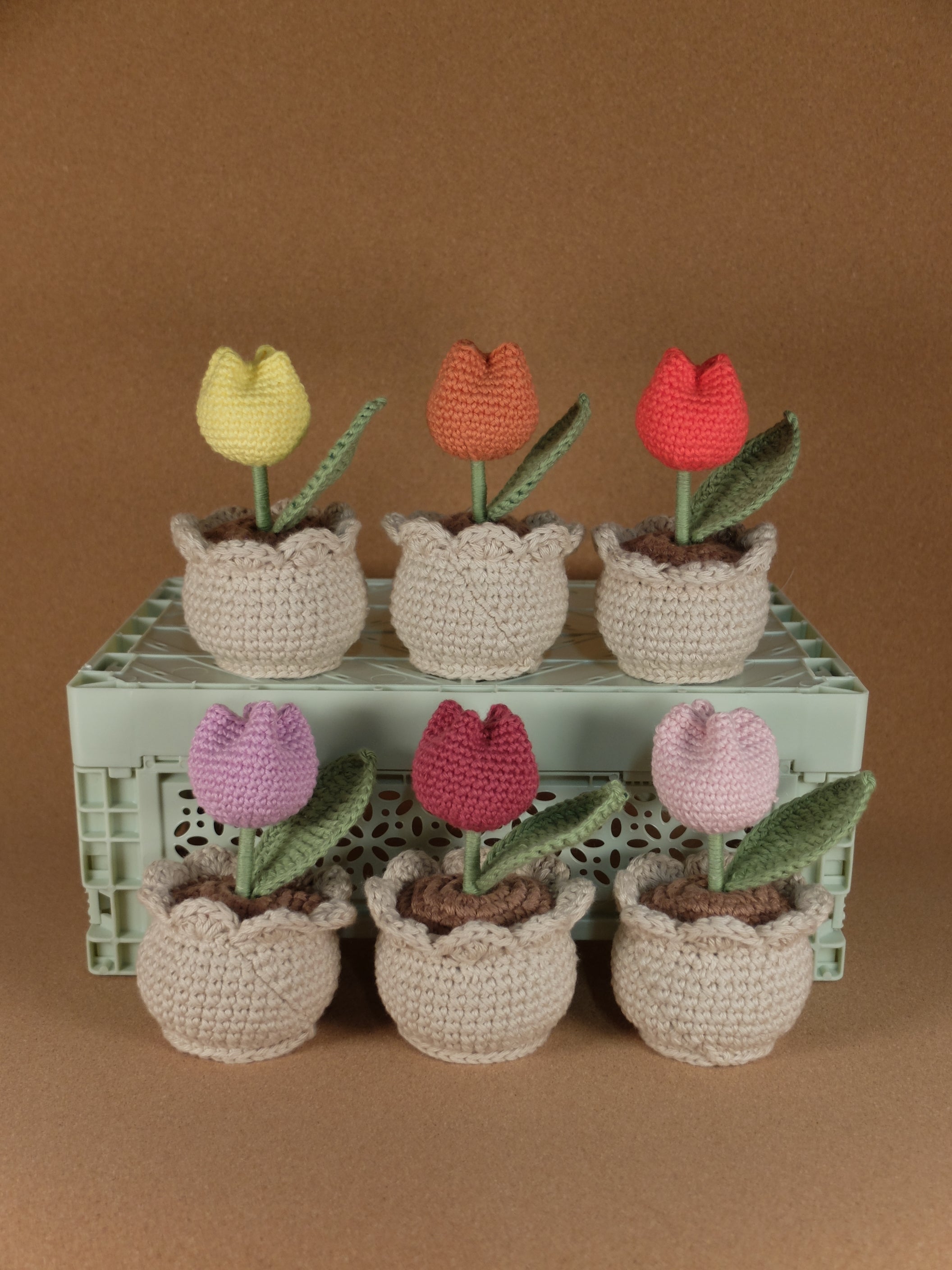Tulip in pot