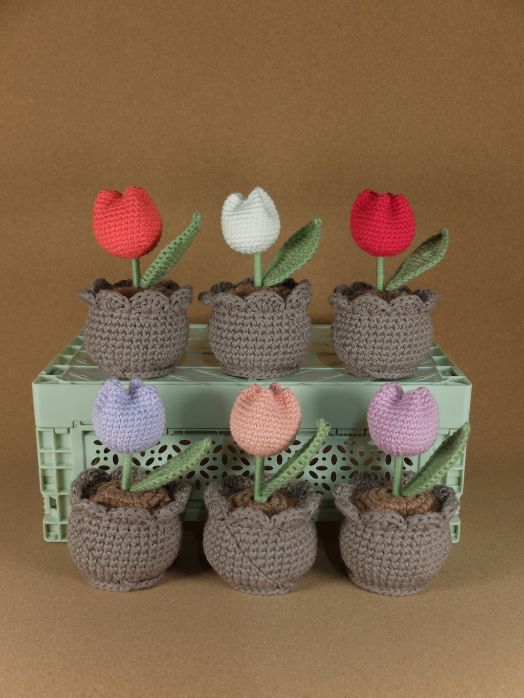 Tulip in pot