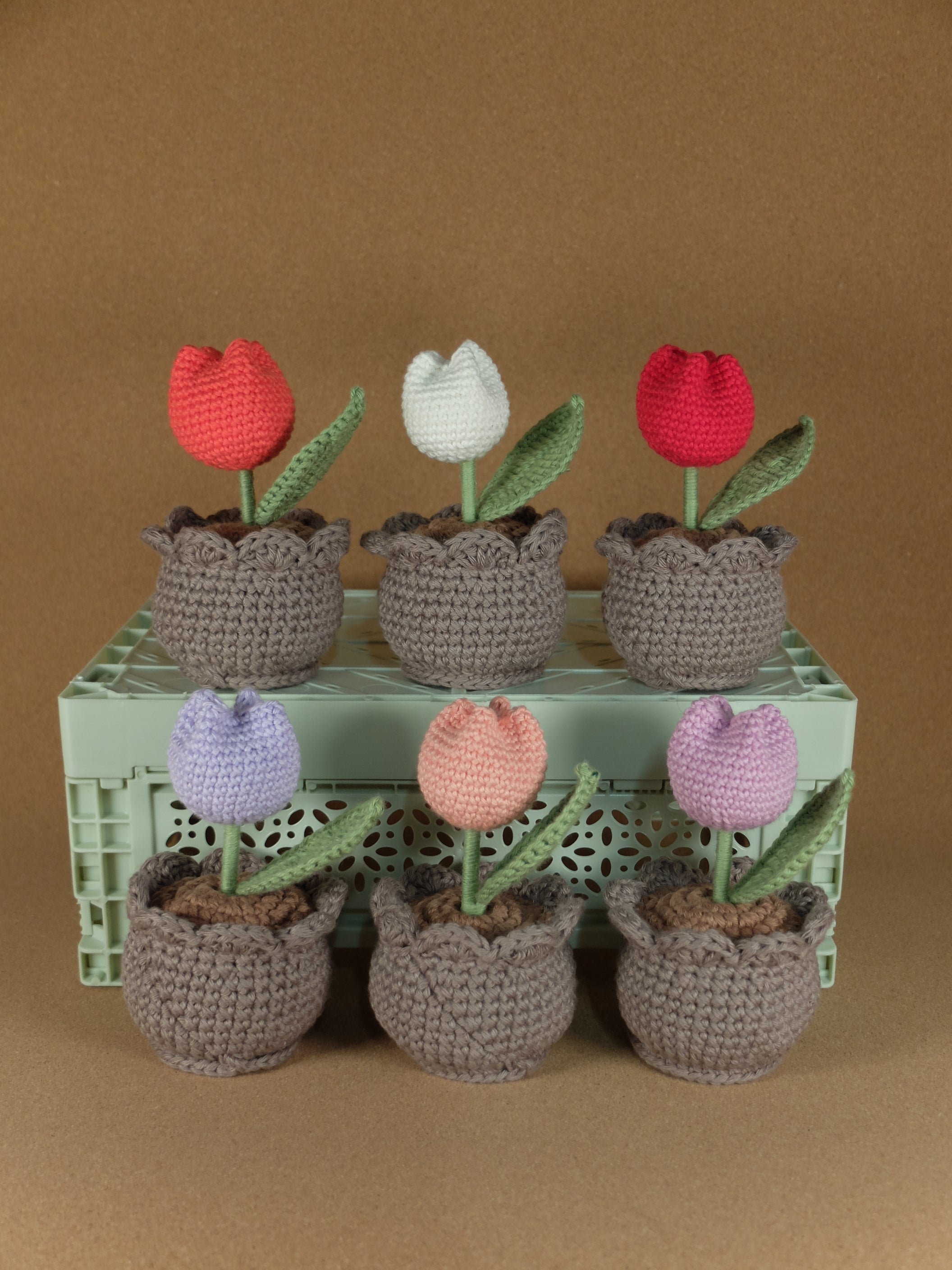 Tulip in pot