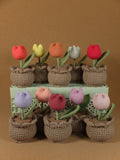 Tulip in pot