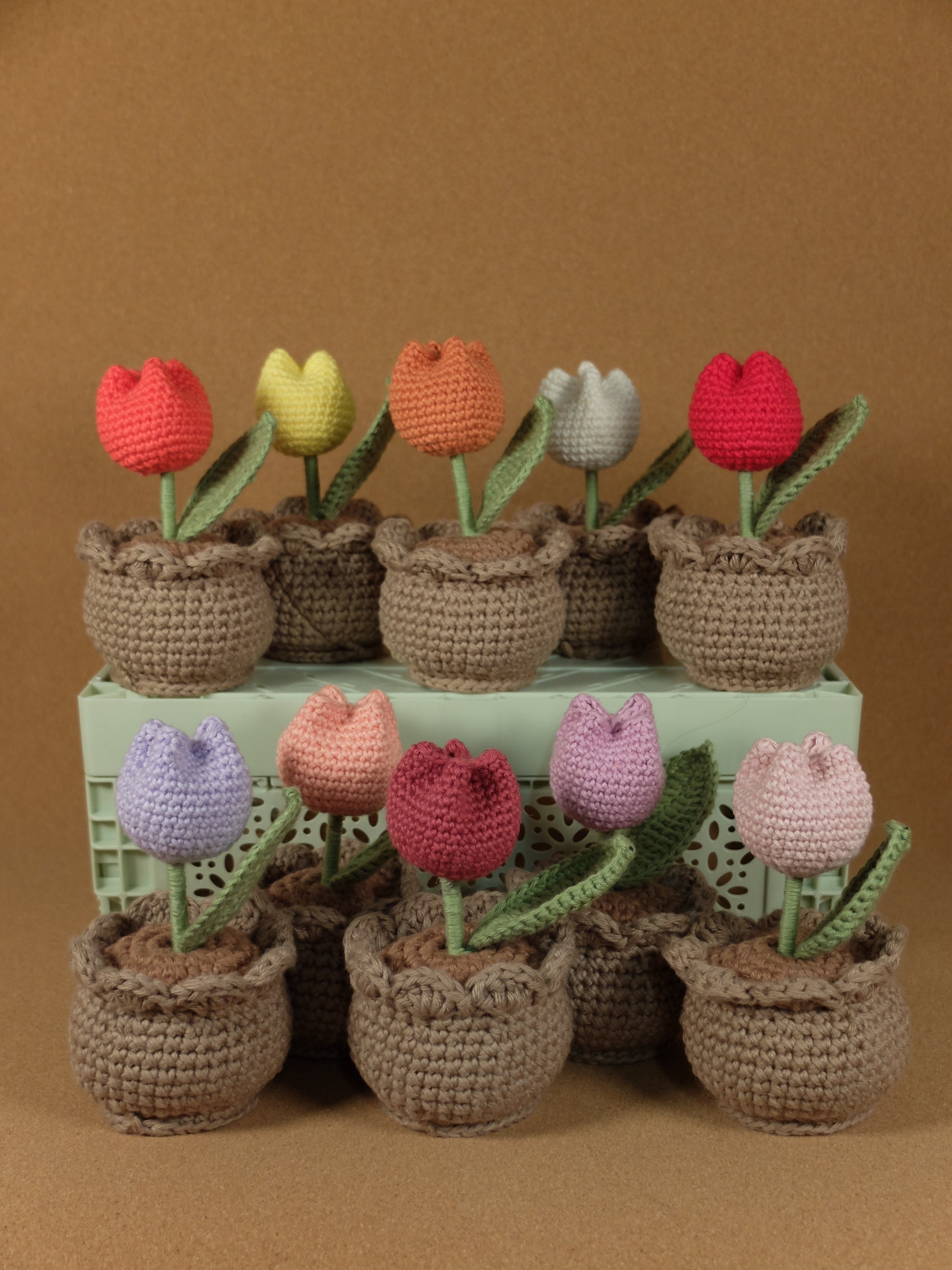 Tulip in pot